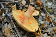 Lactarius salmonicolor