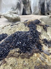 Xenostrobus neozelanicus