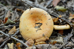 Lactarius salmonicolor