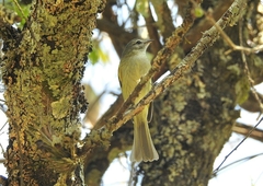 Phyllomyias sclateri