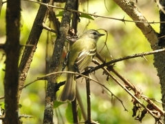 Phyllomyias sclateri