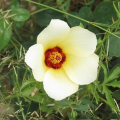 Hibiscus biseptus