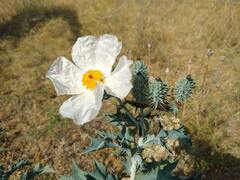 Argemone albiflora