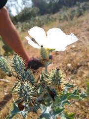 Argemone albiflora