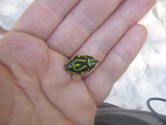 Eupoecila australasiae