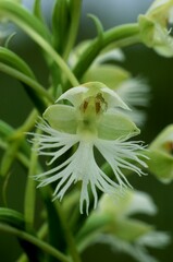 Platanthera leucophaea