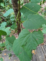 Ampelopsis cordata