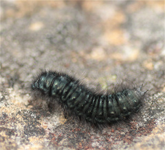 Astylus aulicus