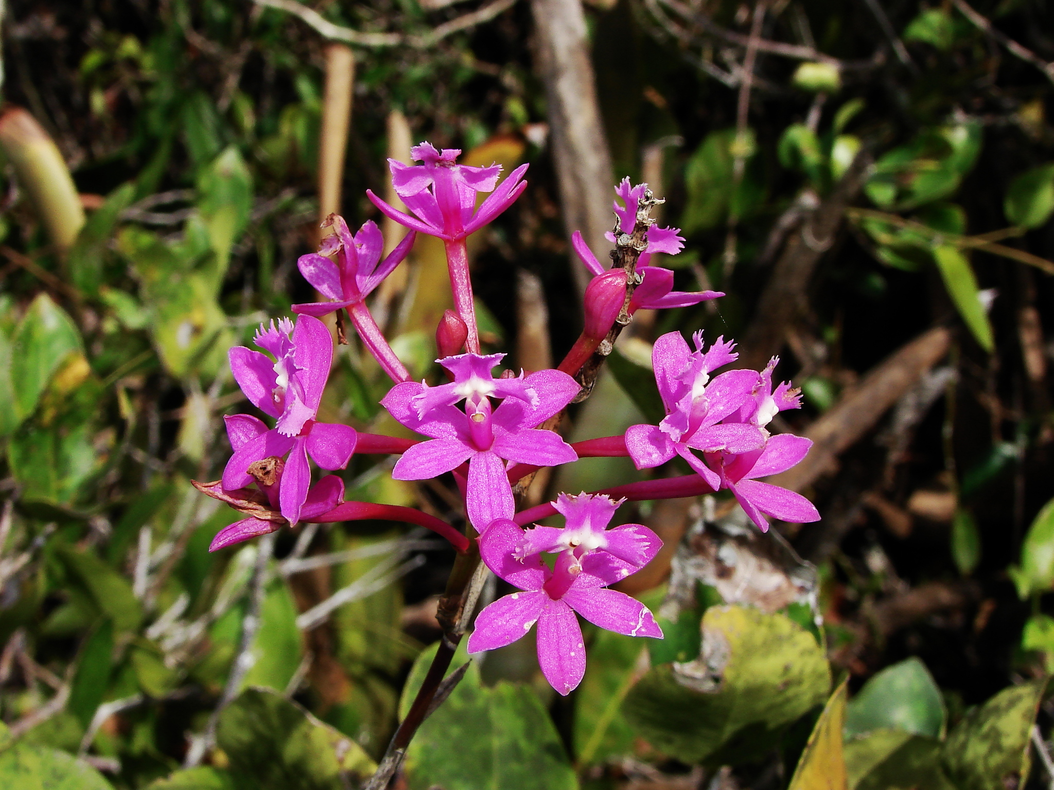 Epidendrum denticulatum