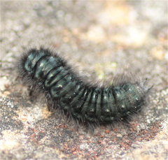 Astylus aulicus