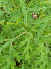 Zygogramma bicolorata