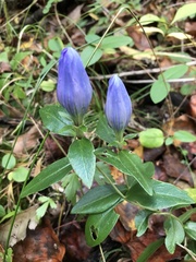 Gentiana saponaria