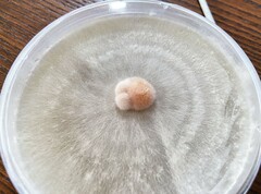Pleurotus djamor roseus