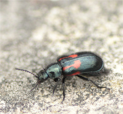Astylus aulicus