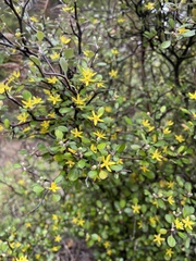 Corokia cotoneaster