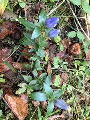 Gentiana saponaria