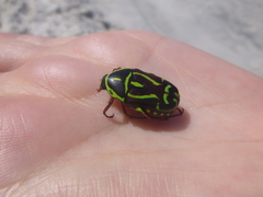 Eupoecila australasiae