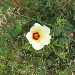 Hibiscus biseptus