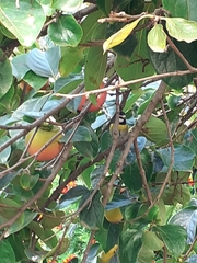 Cyanistes teneriffae palmensis