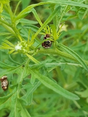 Zygogramma bicolorata