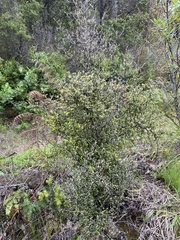Corokia cotoneaster