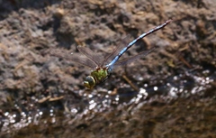 Anax walsinghami