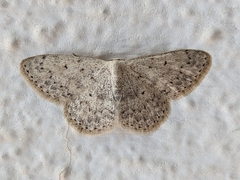 Scopula marginepunctata
