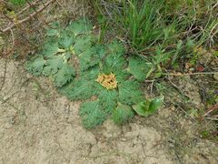 Arctopus echinatus