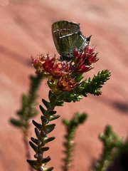 Callophrys xami