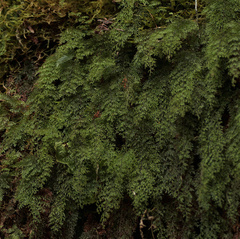 Hymenophyllum