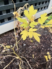 Lamprocapnos spectabilis