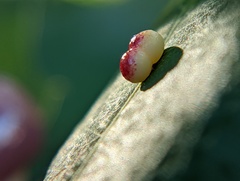 Zopheroteras sphaerula