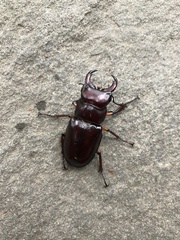 Lucanus capreolus