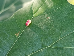 Zopheroteras sphaerula