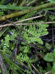 Selaginella eclipes