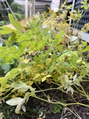 Lamprocapnos spectabilis