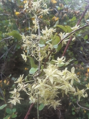 Clematis foetida