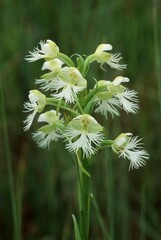 Platanthera leucophaea