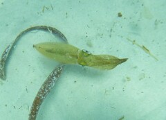 Sepioteuthis australis