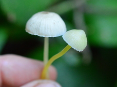 Mycena epipterygia