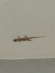 Hemidactylus mabouia