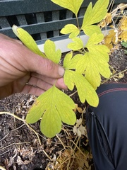 Lamprocapnos spectabilis