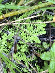 Selaginella eclipes