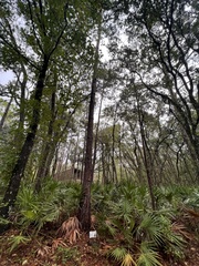 Pinus elliottii