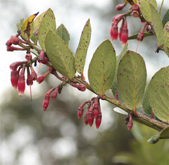 Macleania rupestris
