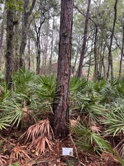 Pinus elliottii