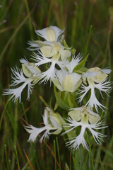 Platanthera praeclara