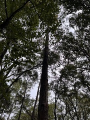 Pinus elliottii