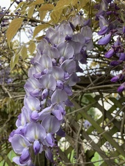 Wisteria