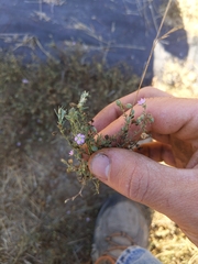 Spergularia rubra